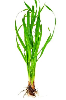 Medicine underfoot &#8211; wheatgrass herb: medicinal properties, application