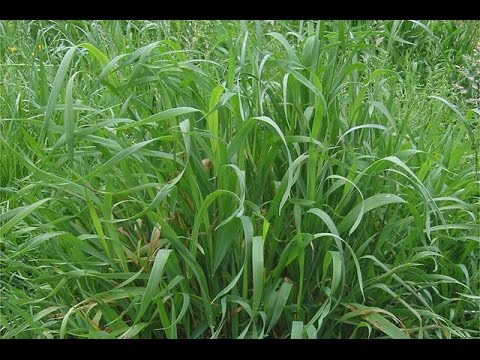 Medicine underfoot &#8211; wheatgrass herb: medicinal properties, application