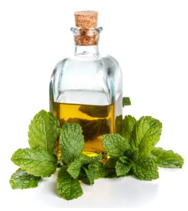 Menthol Oil: Uses for Health and Beauty