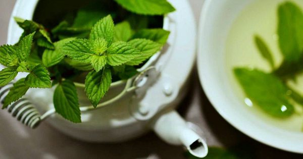 Mint: properties you did not know about, benefits and harms