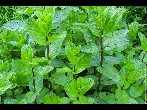 Mint: properties you did not know about, benefits and harms