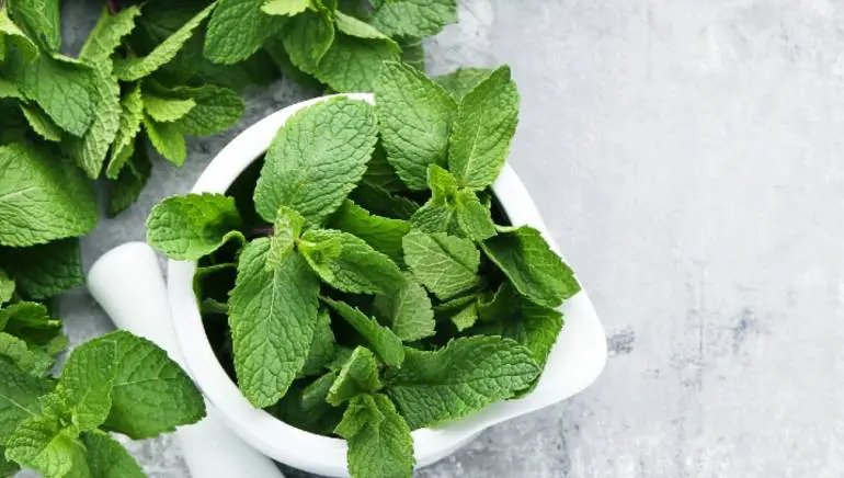 Mint: properties you did not know about, benefits and harms