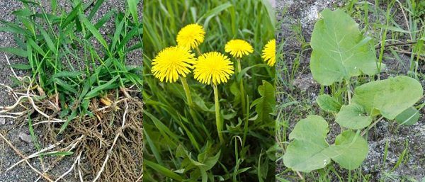 Monastic herbalist Elena Fedorovna Zaitseva: valuable advice