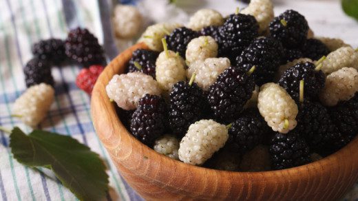 Mulberry: health benefits and harms, facts, video