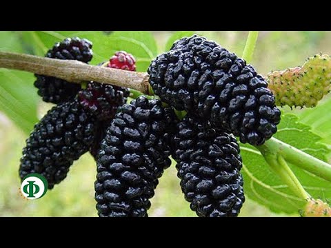 Mulberry: health benefits and harms, facts, video