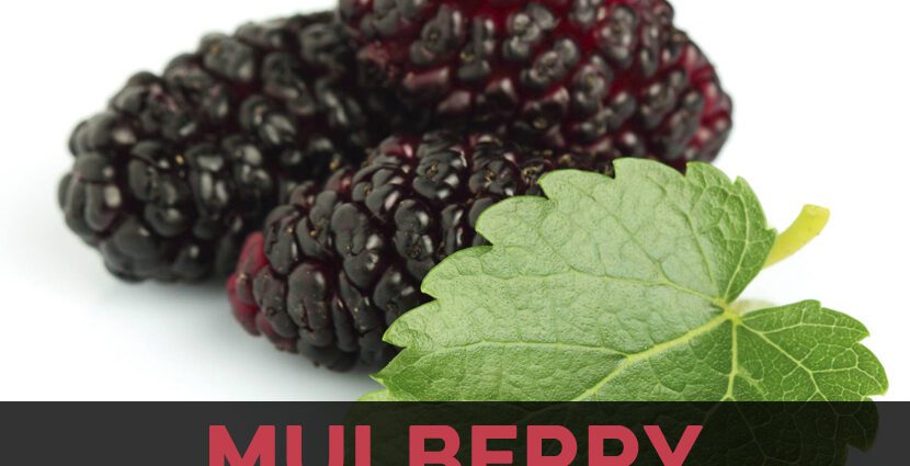 Mulberry: health benefits and harms, facts, video