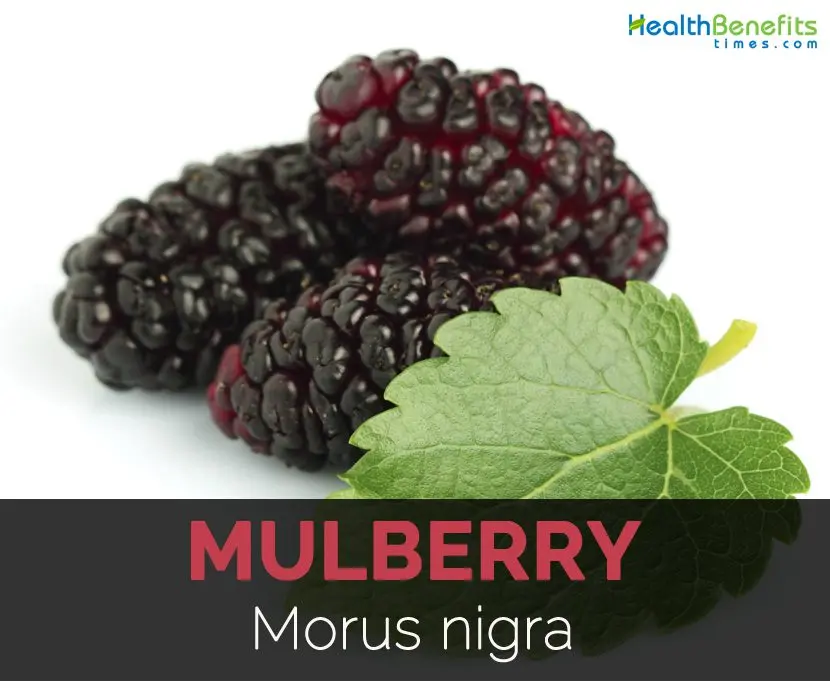 Mulberry: health benefits and harms, facts, video