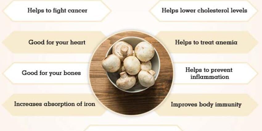 Mushrooms: benefits and harms to the body, interesting facts, video