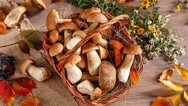 Mushrooms: benefits and harms to the body, interesting facts, video