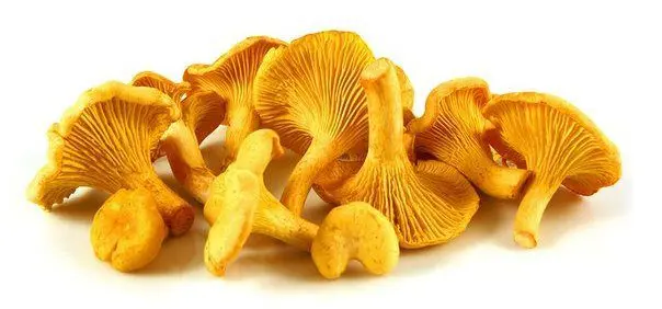 Mushrooms: benefits and harms to the body, interesting facts, video