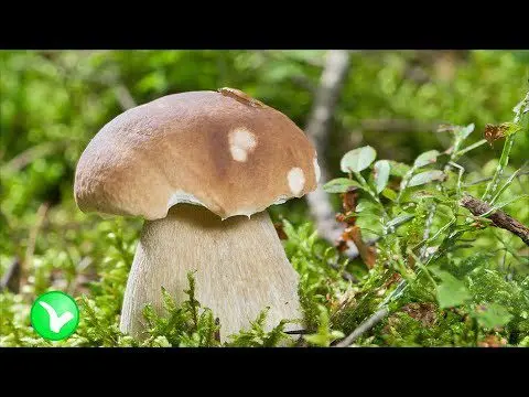 Mushrooms: benefits and harms to the body, interesting facts, video