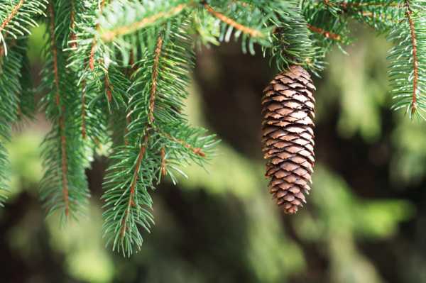 Norway spruce: useful properties of needles, application