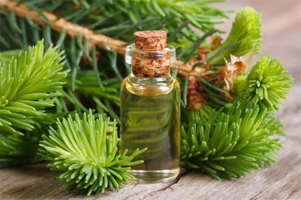 Norway spruce: useful properties of needles, application