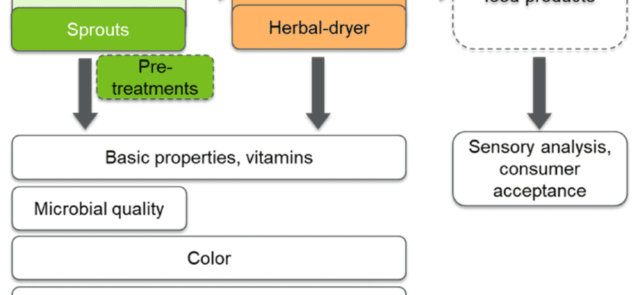 Norway spruce: useful properties of needles, application