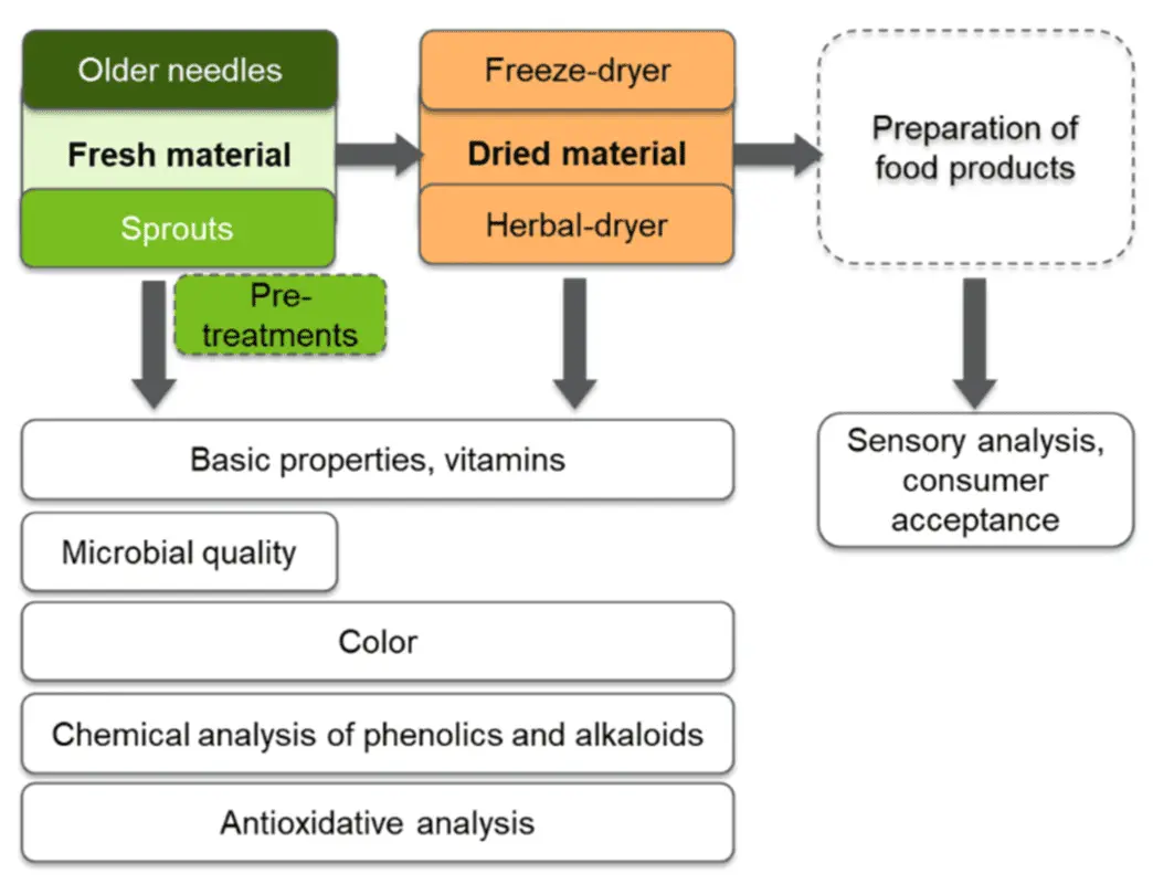 Norway spruce: useful properties of needles, application