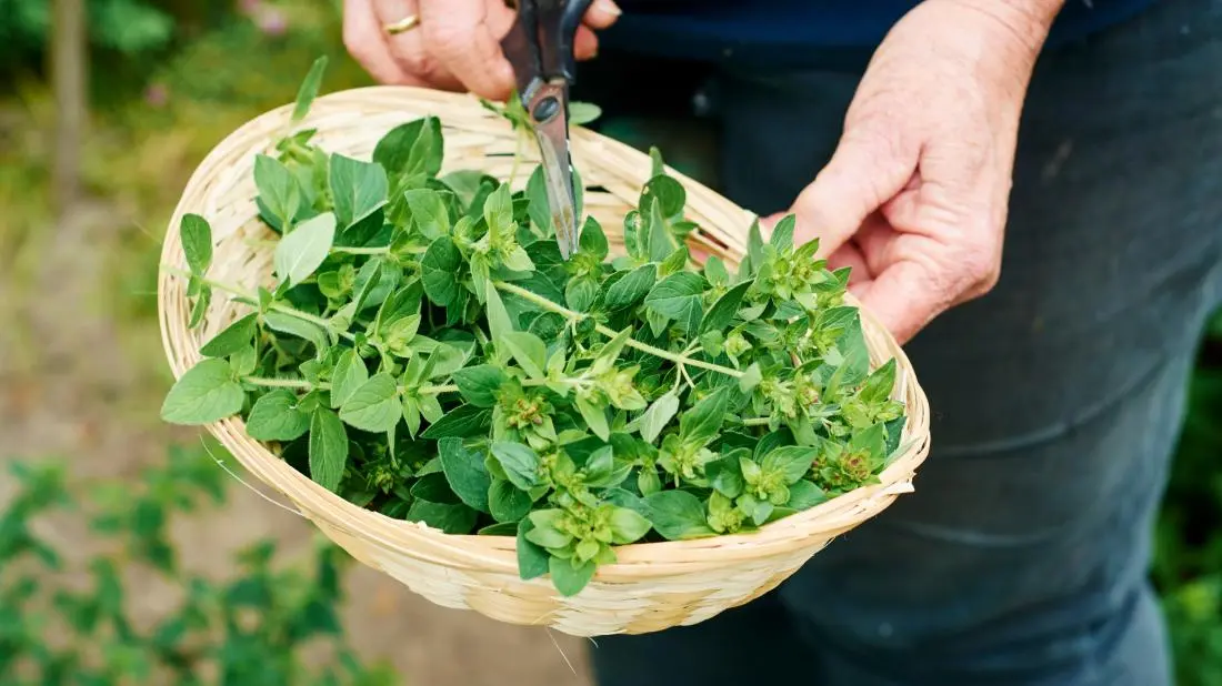 Oregano: health benefits and harms, application