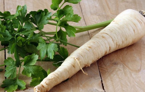 Parsley root: medicinal properties and contraindications