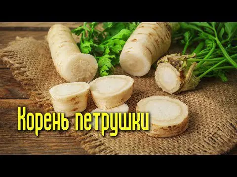 Parsley root: medicinal properties and contraindications