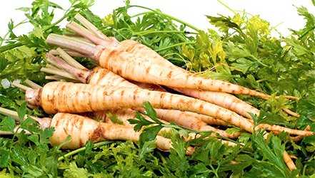 Parsley root: medicinal properties and contraindications