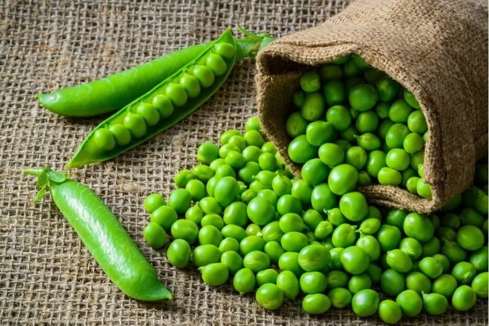 Peas: health benefits and harms