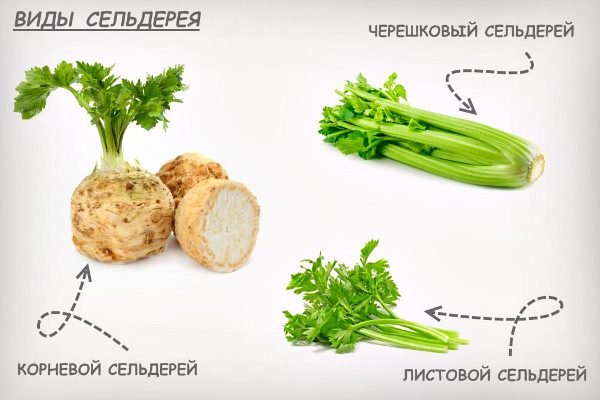 Petiole celery: benefits and harms, application