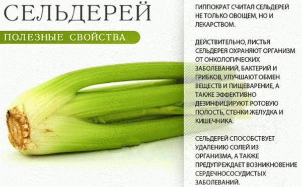 Petiole celery: benefits and harms, application