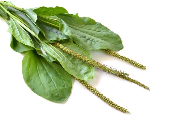 Plantain leaf: medicinal properties and uses