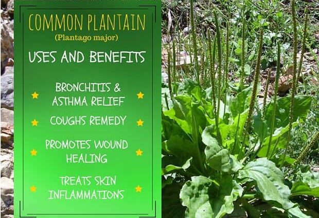 Plantain leaf: medicinal properties and uses