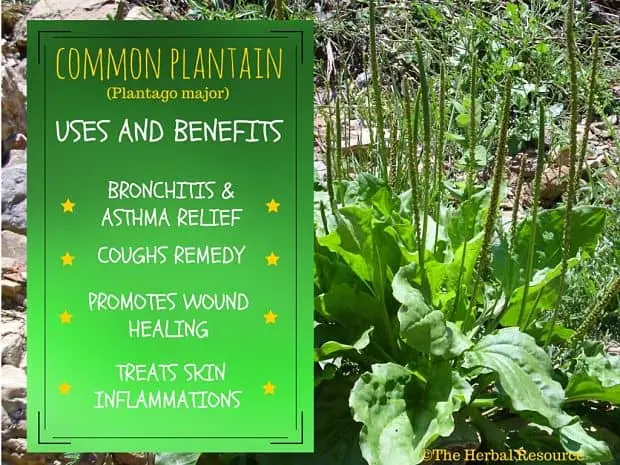 Plantain leaf: medicinal properties and uses