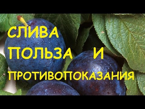 Plum: benefits and harms to the human body, video