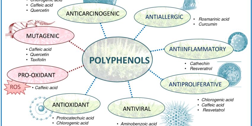 Polyphenols: what they are, their properties and mission