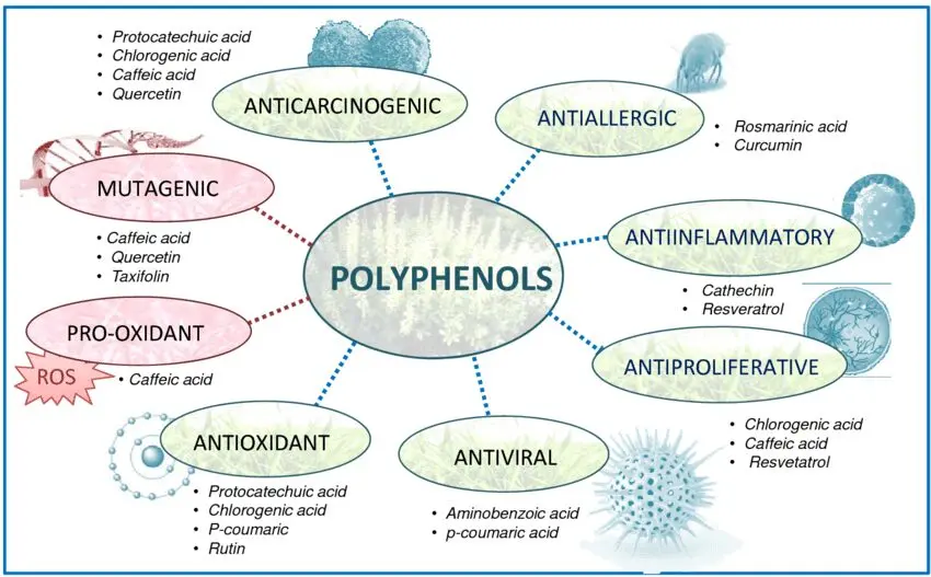 Polyphenols: what they are, their properties and mission