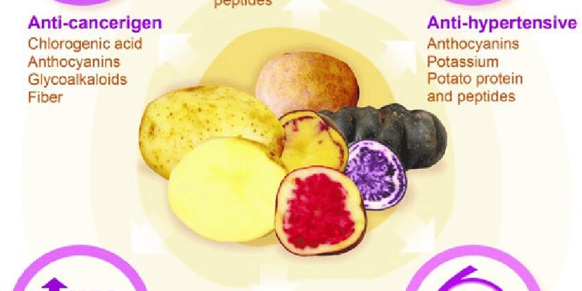 Pommes de terre: avantages et inconvénients pour le corps, comment choisir et conserver