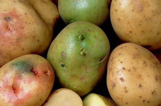 Potatoes: benefits and harms for the body, how to choose and store