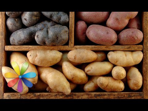 Potatoes: benefits and harms for the body, how to choose and store