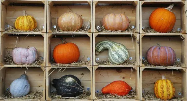 Pumpkin: health benefits and harms, tips, video