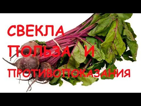 Red beets: benefits and harms, interesting facts and videos