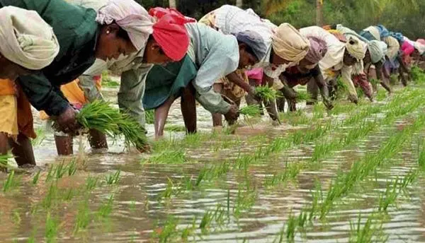 Rice: health benefits and harms, calories