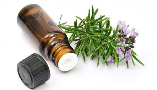 Rosemary: benefits and harms to health, application