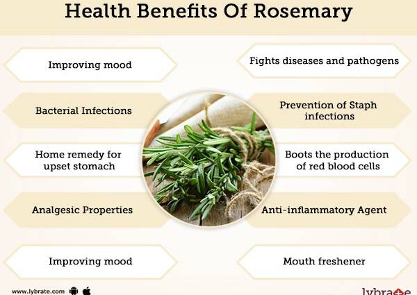 Rosemary: benefits and harms to health, application