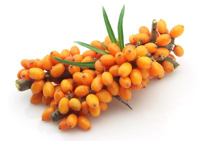 Sea buckthorn: benefits and harms to human health