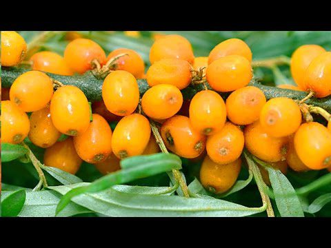 Sea buckthorn: benefits and harms to human health