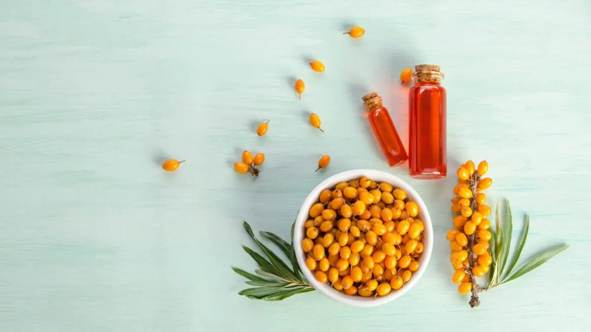 Sea buckthorn: benefits and harms to human health