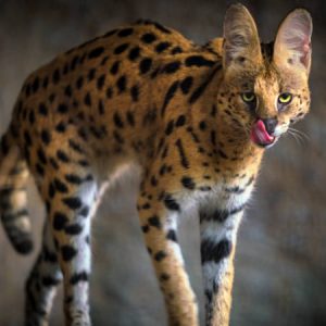 Serval maintenance at home