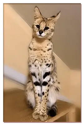 Serval maintenance at home