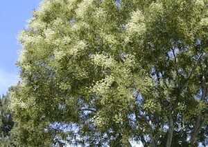 Sophora japonica: medicinal properties and uses, tips