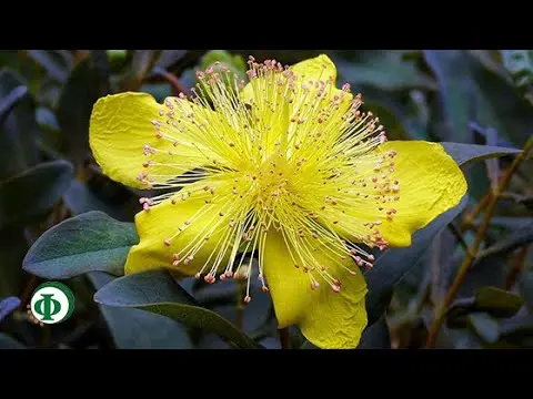 St. John&#8217;s wort: benefits and harms, interesting facts and videos