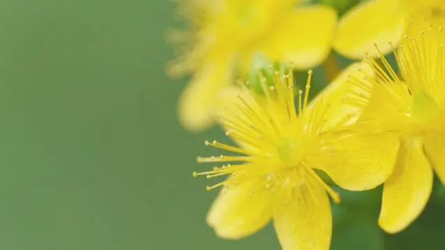 St. John&#8217;s wort: benefits and harms, interesting facts and videos