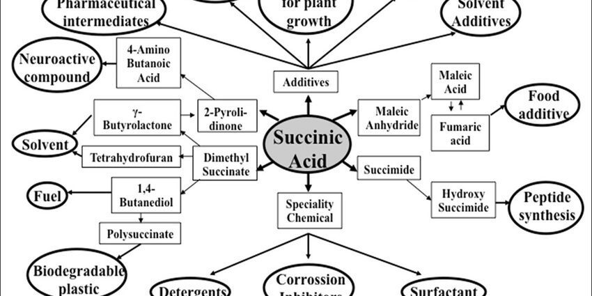 Succinic acid: medicinal properties and applications