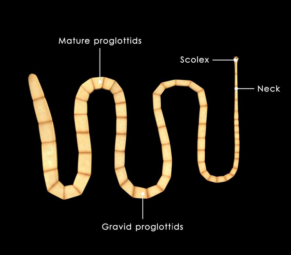 Tapeworm: symptoms and treatments &#8211; happiness and health